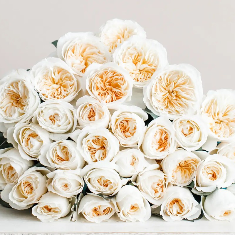 Bessie Garden roses
