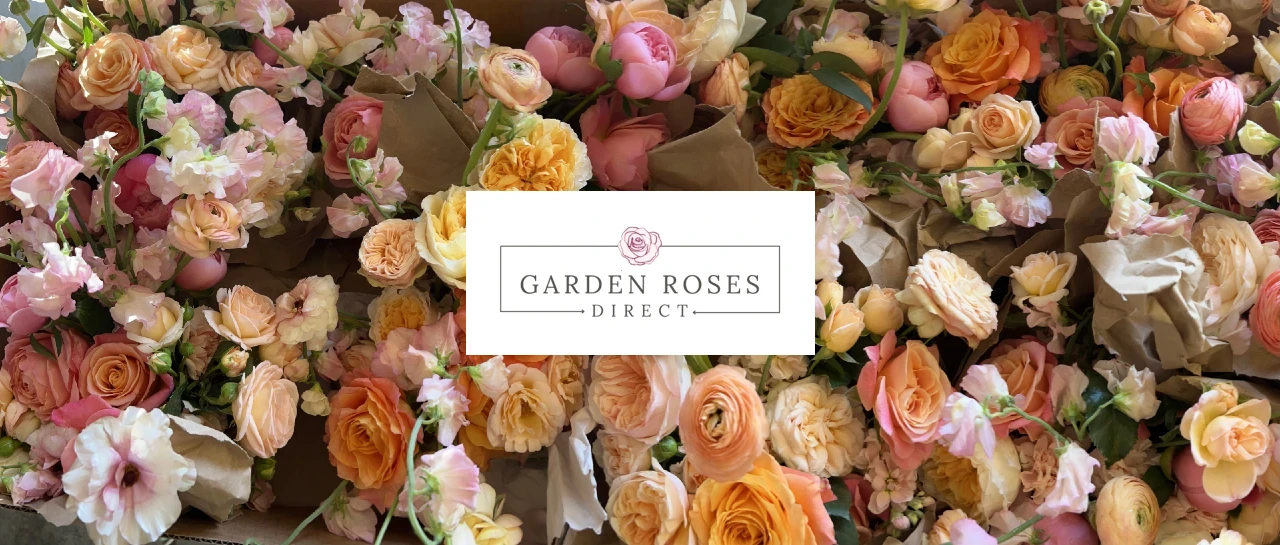 Trandafiri David Austin pentru Nunți de Toamnă: Direct din Grădină