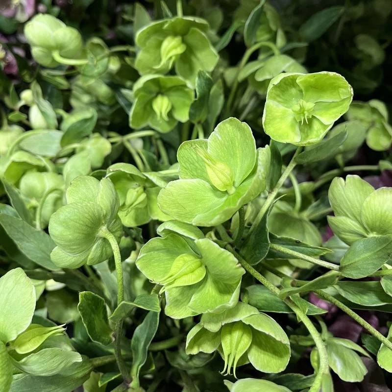 st patricks day flowers fresh greens to celebrate the season