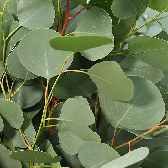 silver-dollar- eucalyptus wholesale