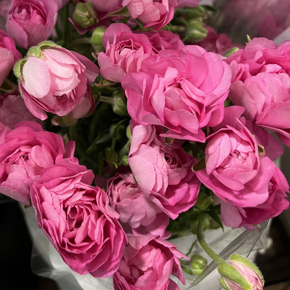 Ranunculus Moderna Dolce