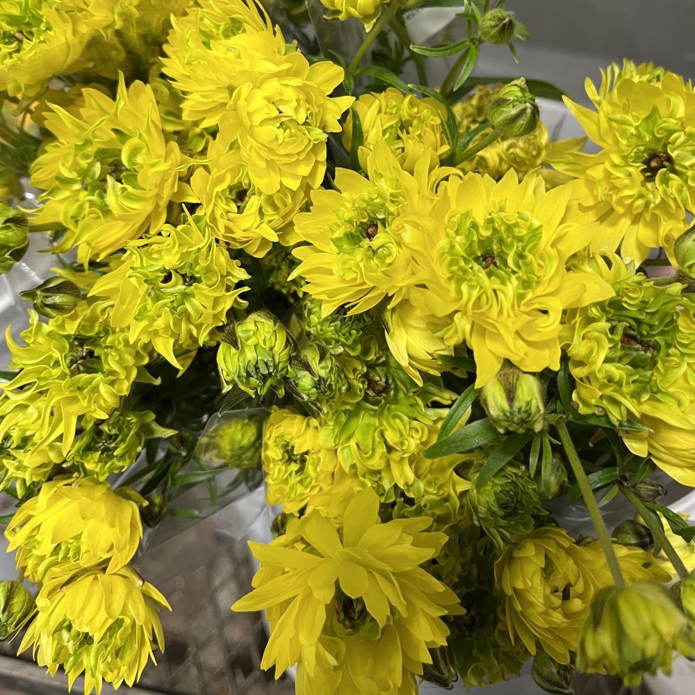 Ranunculus Moderna Sunny