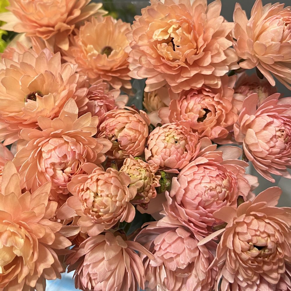 Ranunculus Moderna Riviera